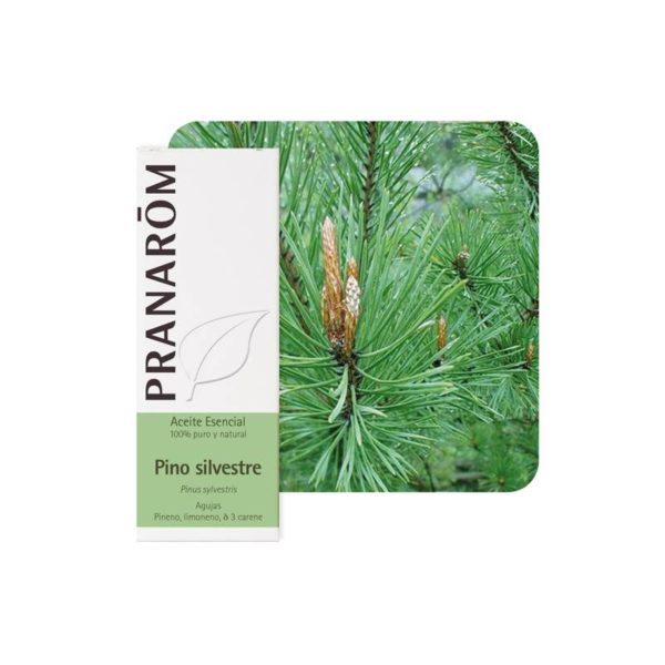 olio essenziale pino silvestre