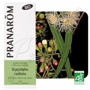 olio essenziale eucalipto