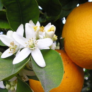 arancio fiori