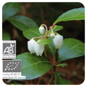 PRANAROM OLIO ESSENZIALE GAULTERIA ODOROSA