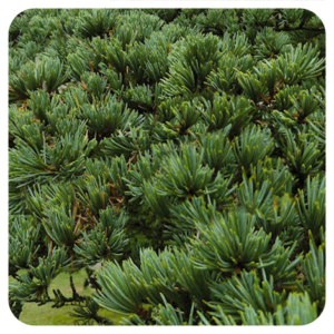 PRANAROM OLIO ESSENZIALE CEDRO DELL' ATLANTICO