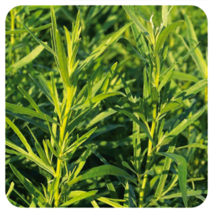 PRANAROM OLIO ESSENZIALE ESTRAGONE